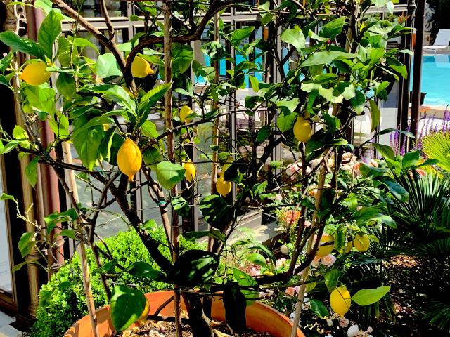 Fresh lemons