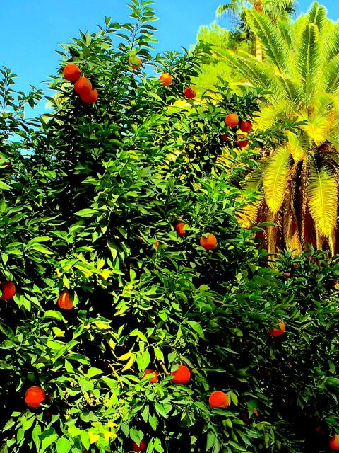 A stroll in a Moroccan garden