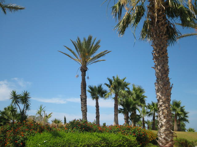 Tunisian morning