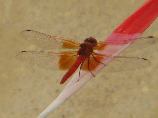 Long conversations with this beautiful insect