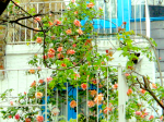 A House of Roses