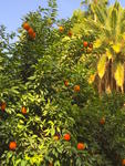 Oranges in the park