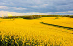 Fields of Rapeseed