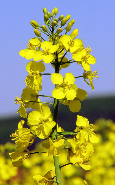 rapeseed