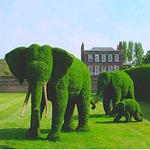 Topiary