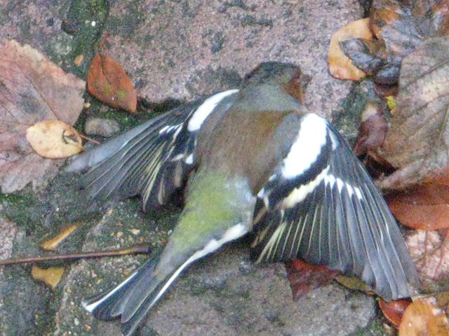 Sad - lovely bird dead in our courtyard.