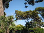 The trees of Cap d'Ail