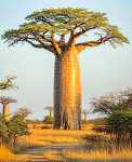 Baobab