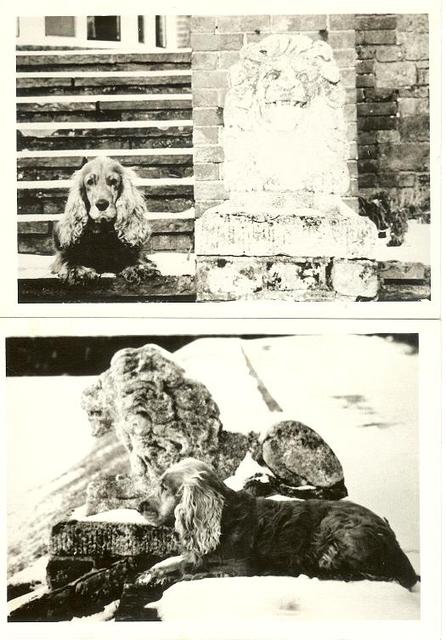 Timmy posing as a lion in winter some time in the 60s