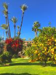 A colourful garden