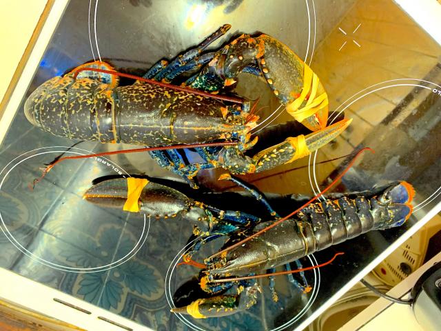 A pair of lobsters