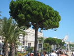 Mediterranean Tree