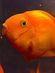 My friend the goldfish