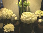 A few white roses