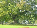 The hollow oak tree at Brookhurst