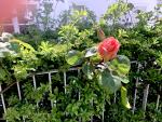 A Budding Rose