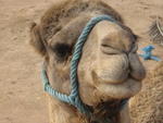 Lovely camel