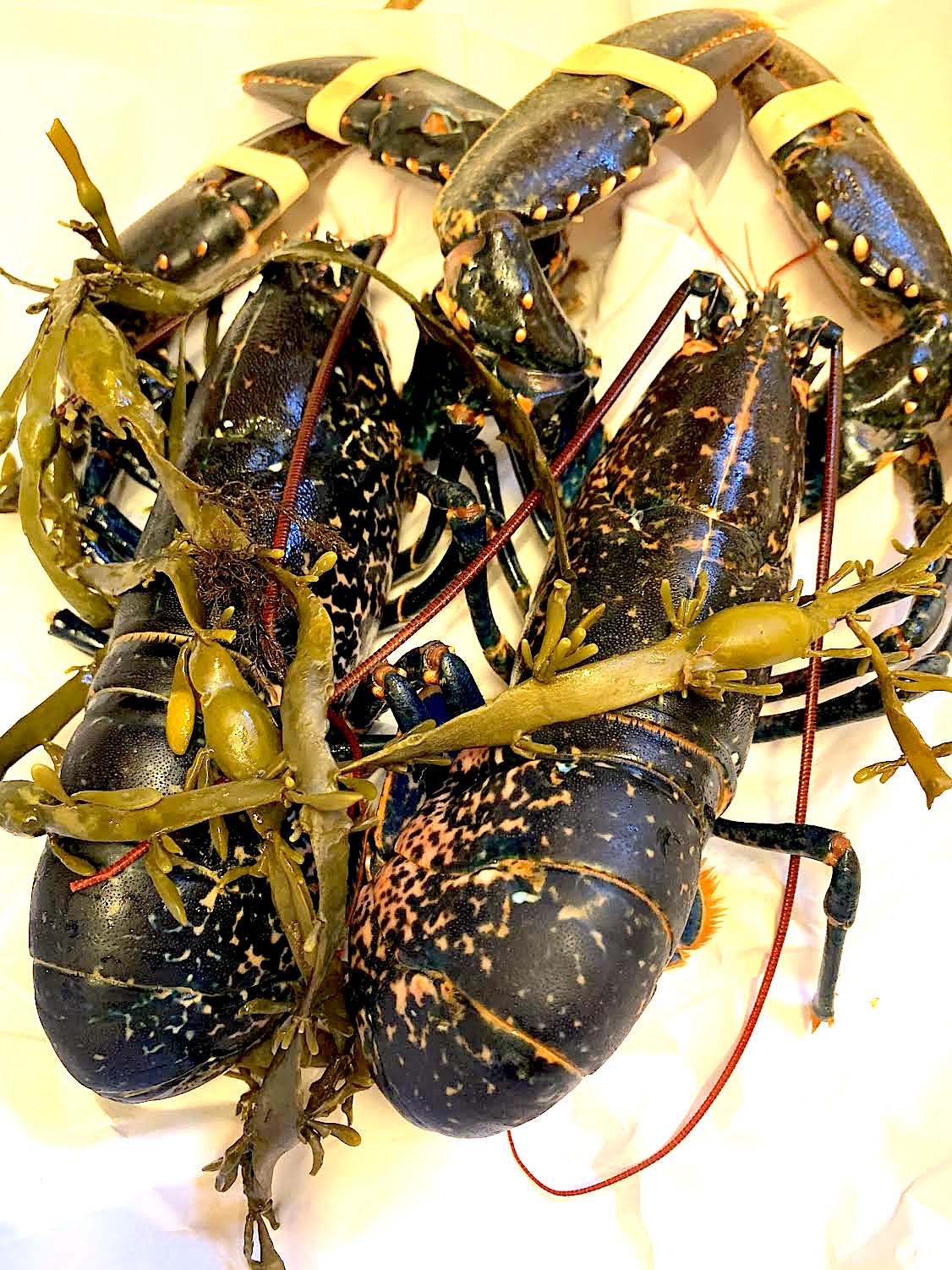 A pair of live lobsters
